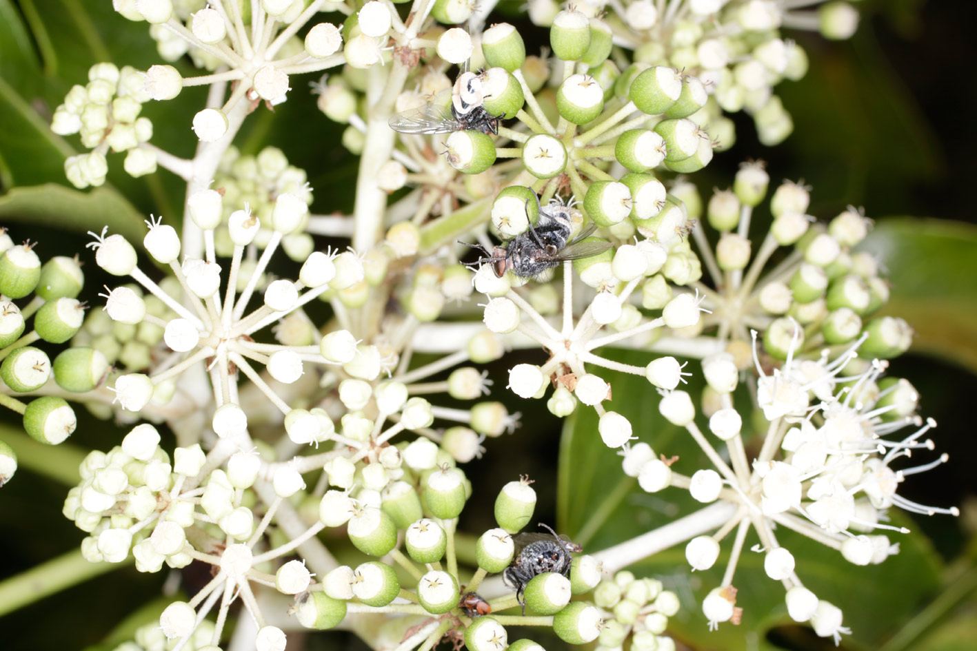 Mosca uccisa da un fungo diabolico